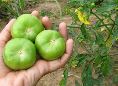 tomatillo cisineros.jpg