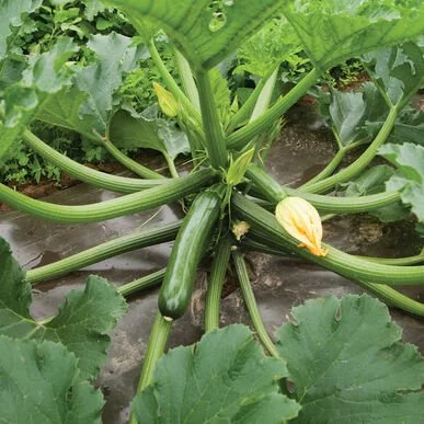 PLANTS: Squash, Zucchini