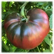 PLANTS: Tomato, HEIRLOOM Cherokee Purple
