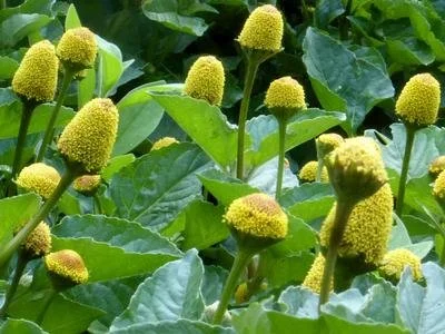 PLANTS: Spilanthes ~ Toothache Plant