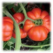 PLANTS: Tomato, HEIRLOOM Mortgage Lifter