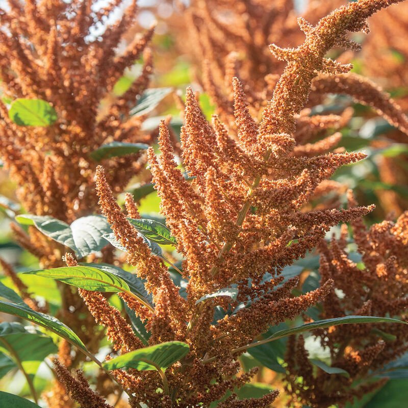 amaranth hot biscuits.jpg