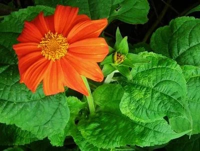 PLANTS: Tithonia, Mexican Sunflower, Orange Red