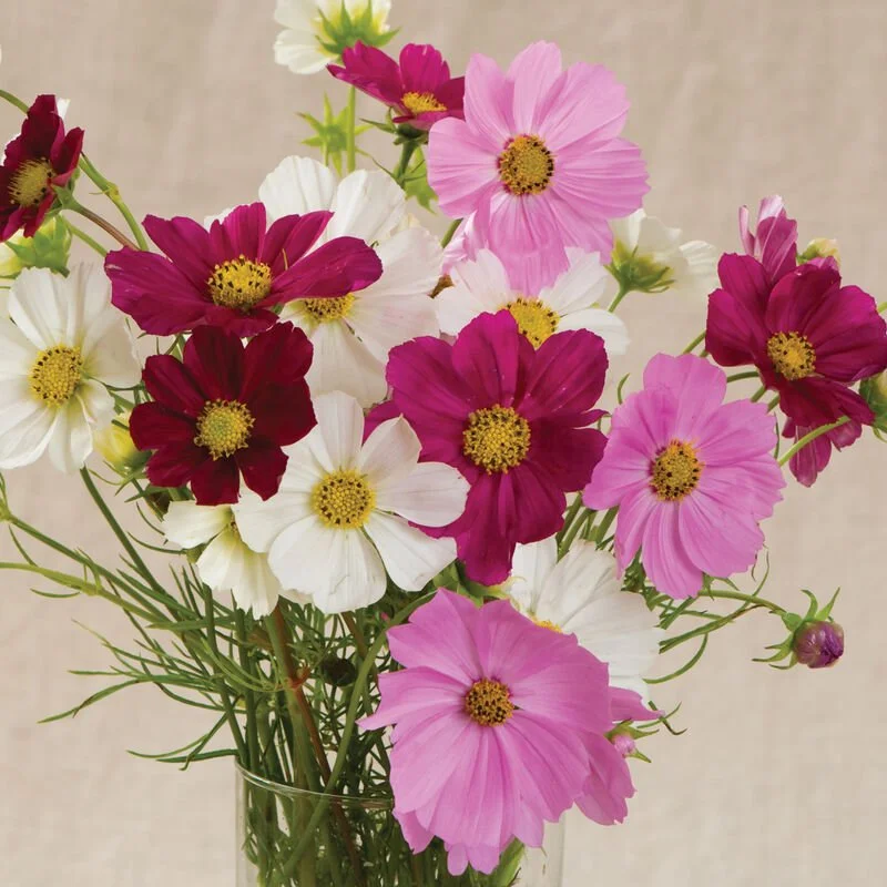 PLANTS: Cosmos, Versailles Mix, 4 Pack
