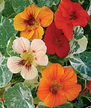 PLANTS: Nasturtium, Alaska Mix
