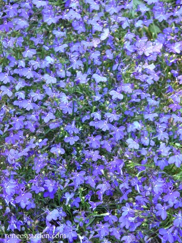 Lobelia 1.webp
