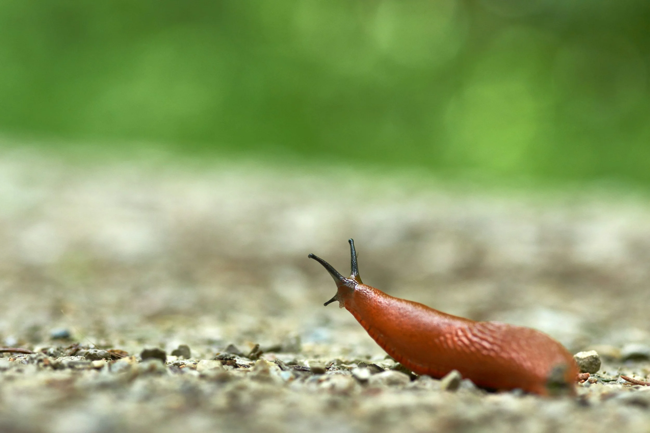 How to Deter Slugs in Your Garden