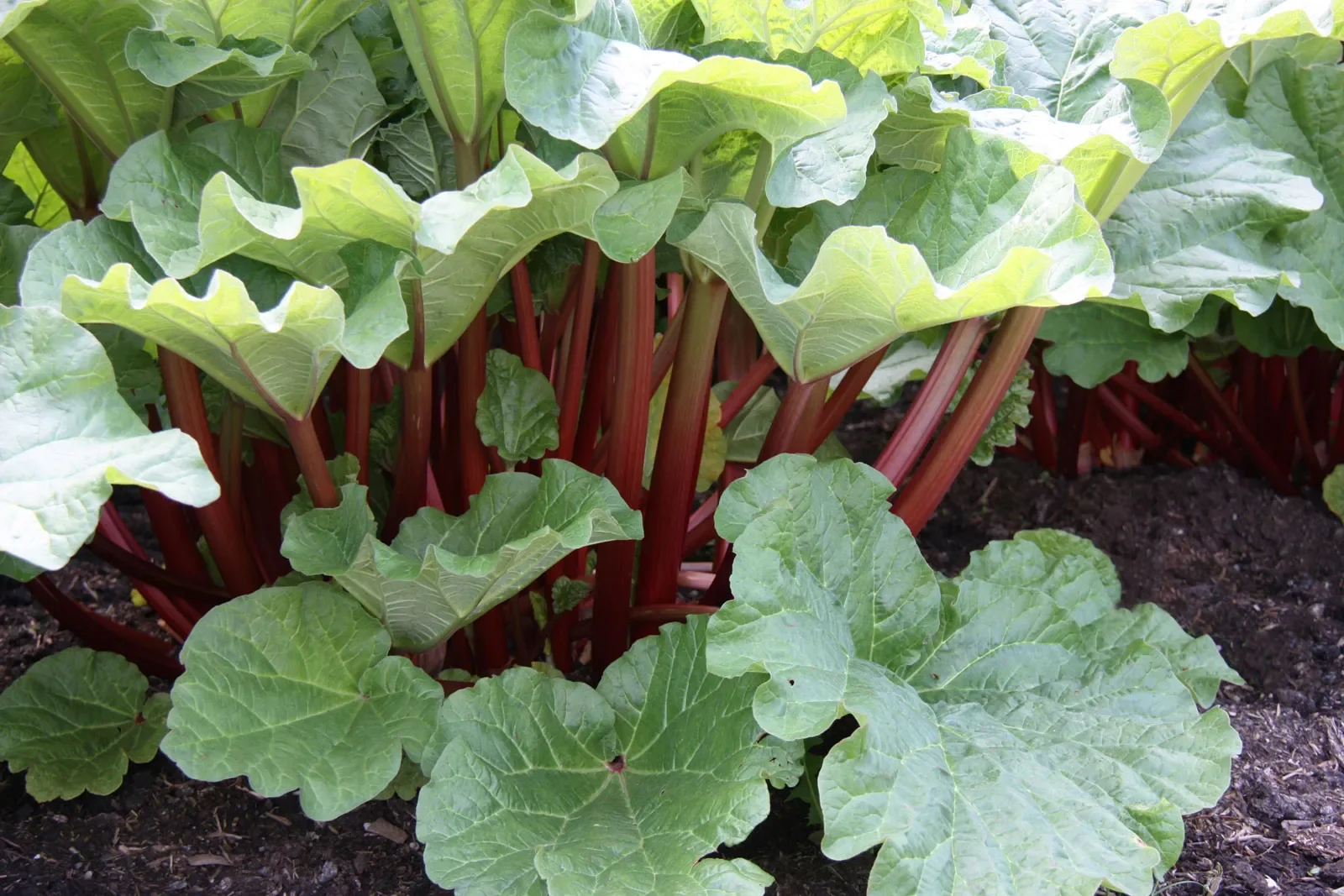 Garden-rhubarb.webp