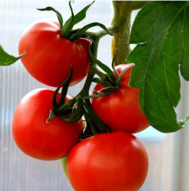 Tropical Red.png
