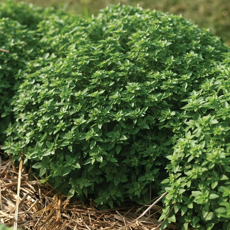 PLANTS: Basil, Greek Mini Leaf