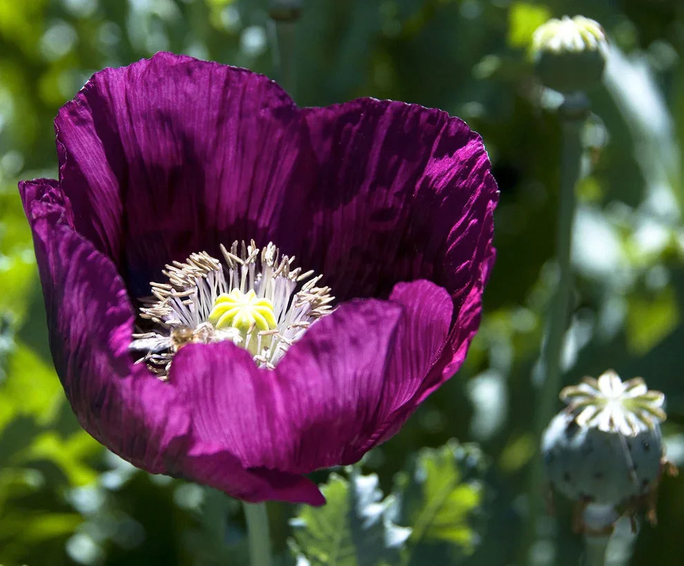 Dark Grape Poppies 3.webp