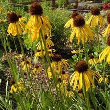 echinacea paradoxa yellow.jpg