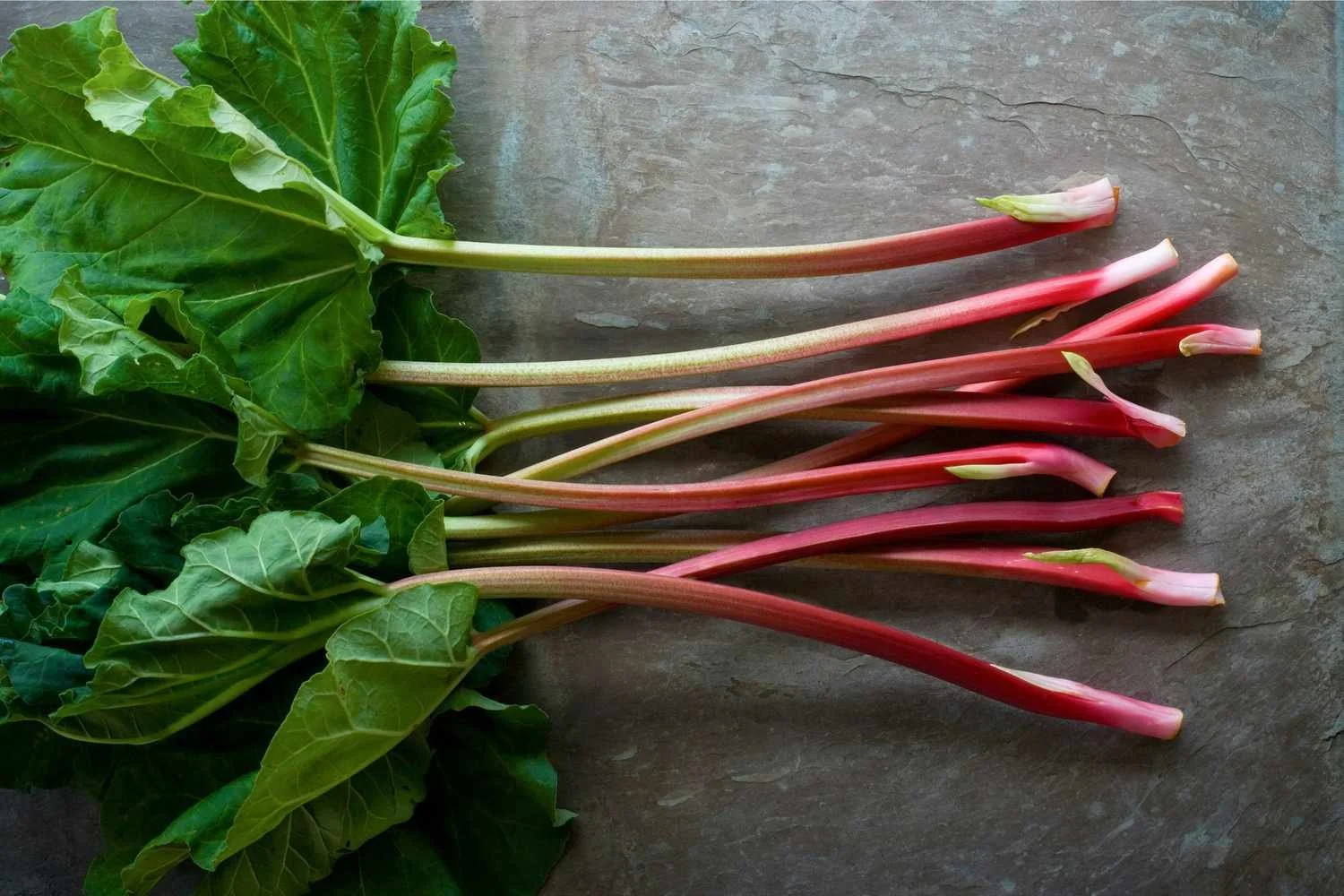 102351775-fresh-rhubarb-stalks-and-leaves-photo-by-meredith-2000-f5764e874f044f45967cddfd86bf93e4.jpg