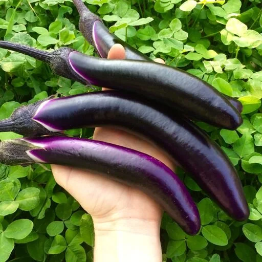 PLANTS: Eggplant, Japanese