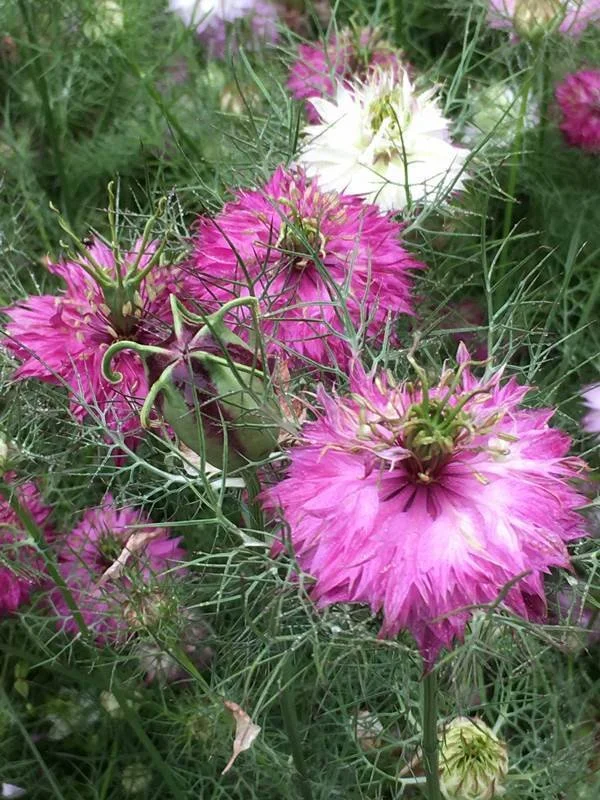 PLANTS: Nigella ~ Mulberry Rose - Cool Season Flower