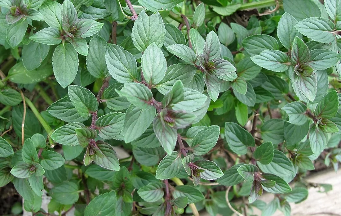 Chocolate Mint.jpg
