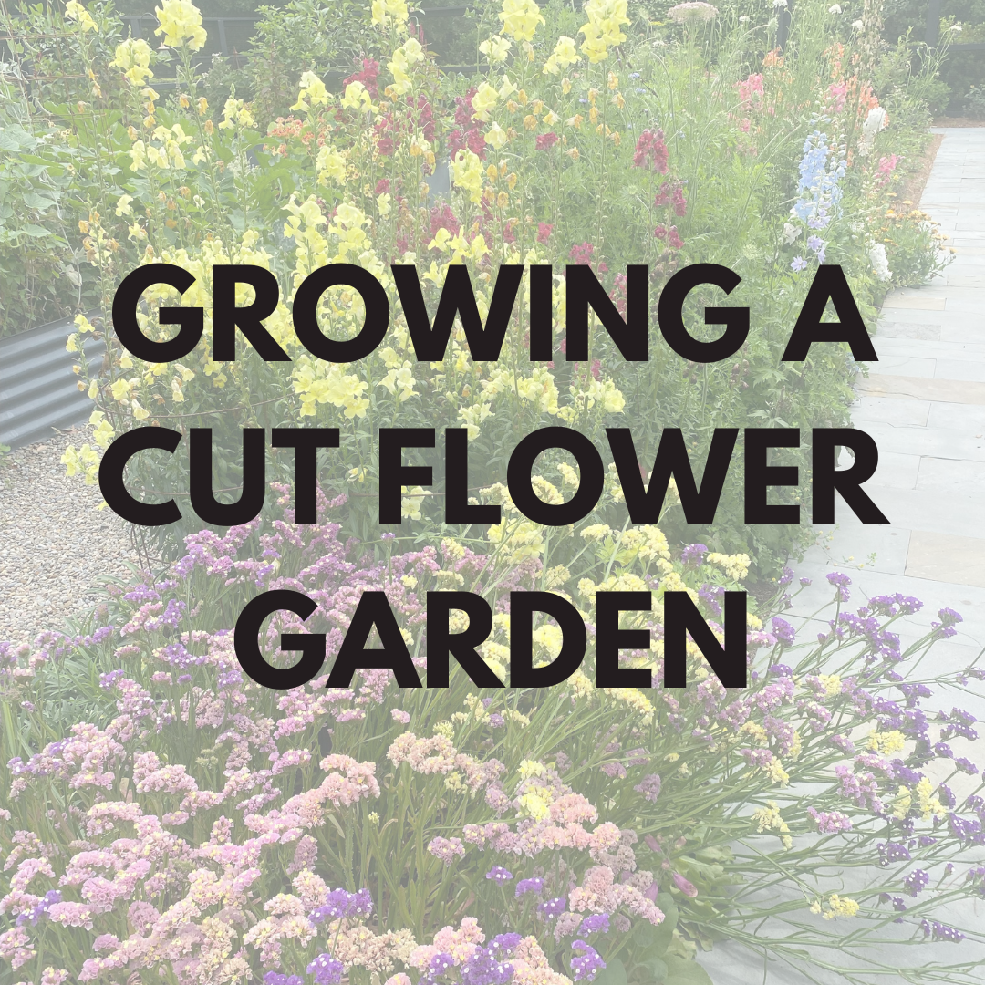 Growing a Cut Flower Garden Class [Feb. 4th]