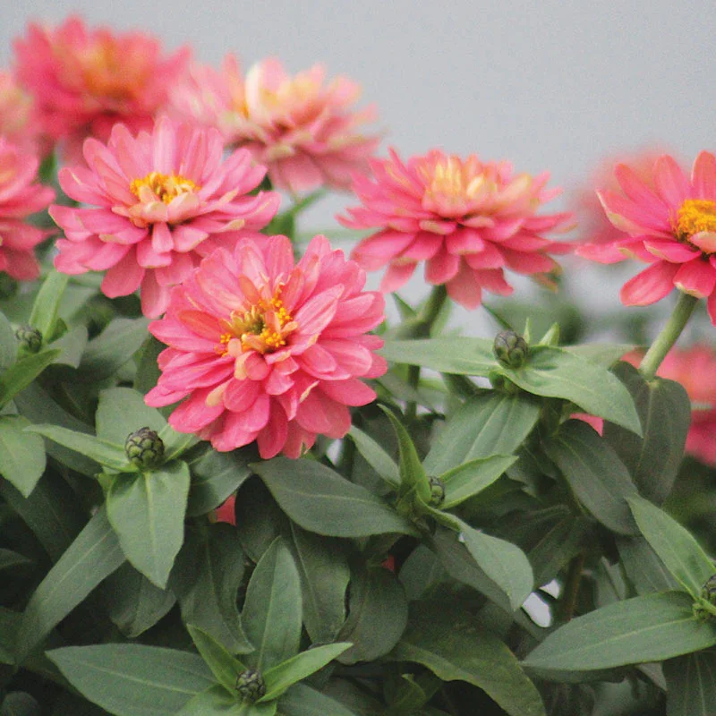 Double Salmon 3.webp