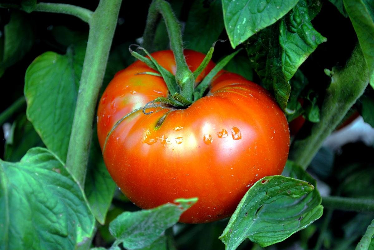 PLANTS: Tomato, Brandywine
