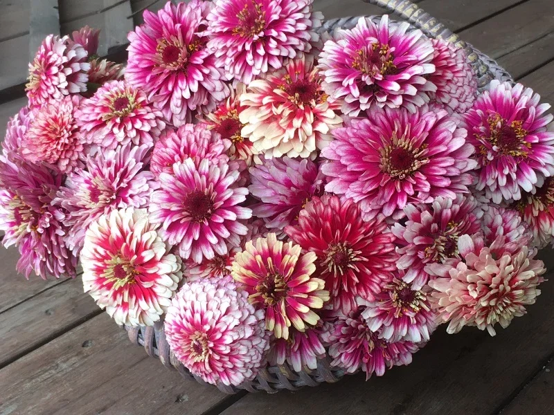 zinnia-summer-pinwheels1.webp