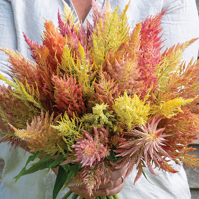 celosia shimmer.jpg