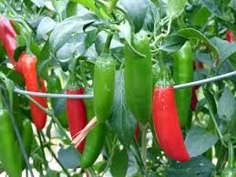 PLANTS: Pepper, Serrano Tampiqueno
