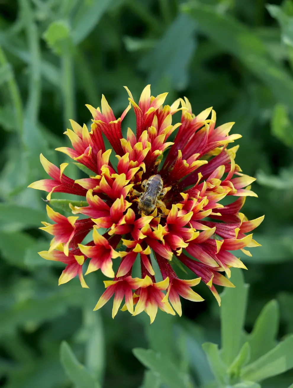 Gaillardia 1.webp