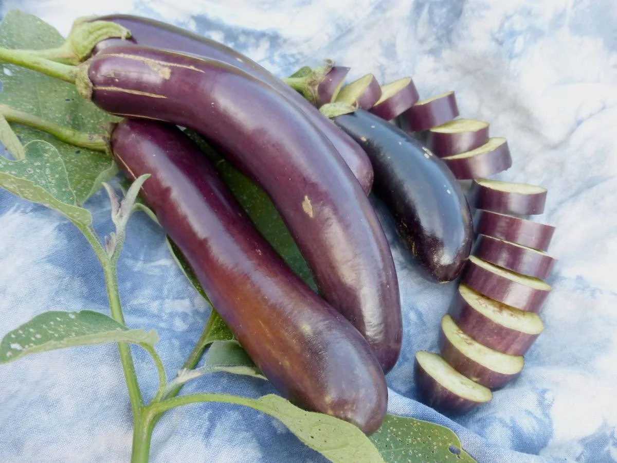 PLANTS: Eggplant, Long Purple