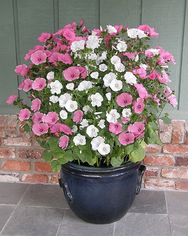 Flower: Lavatera, Patio Pastels