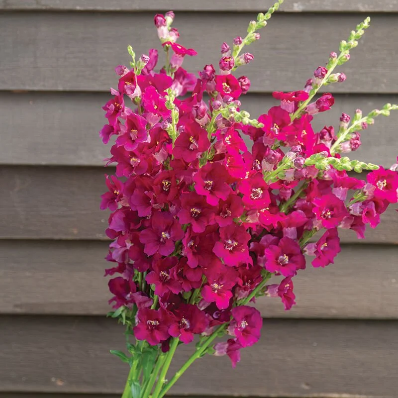 Purple 2 - Snapdragons.jpg