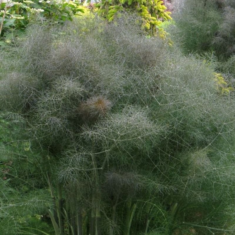 PLANTS: Fennel, Bronze