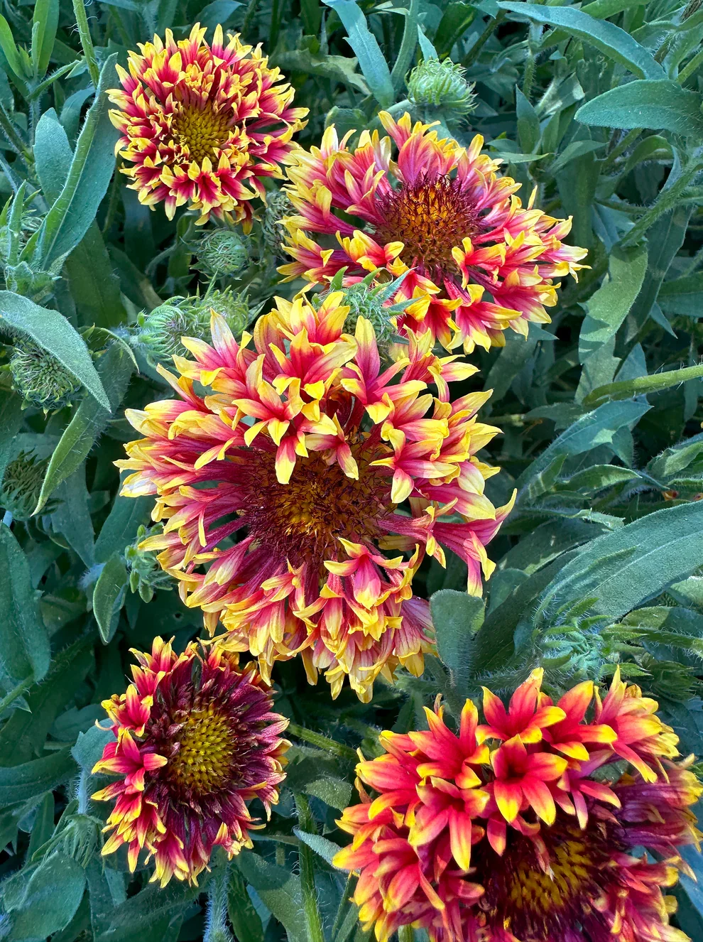 Gaillardia 3.webp