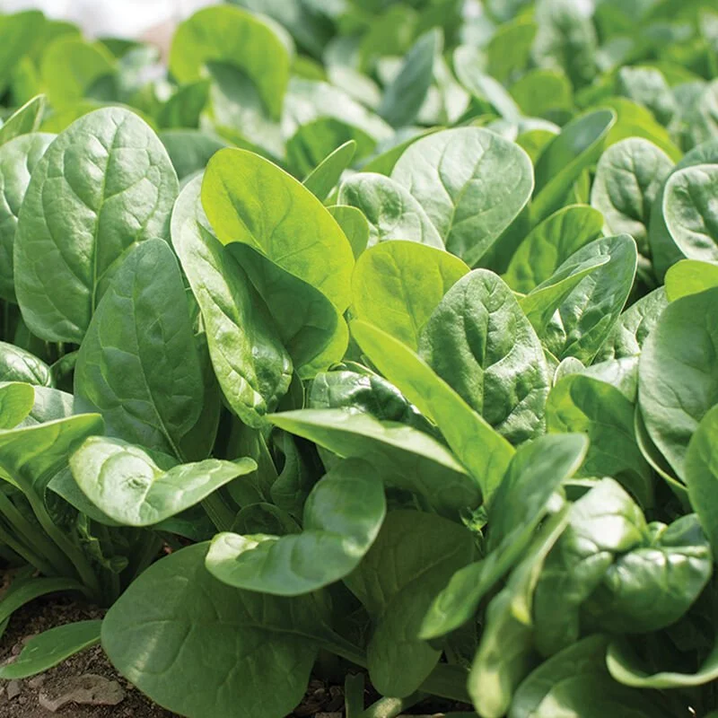 PLANTS: Spinach, Savoyed
