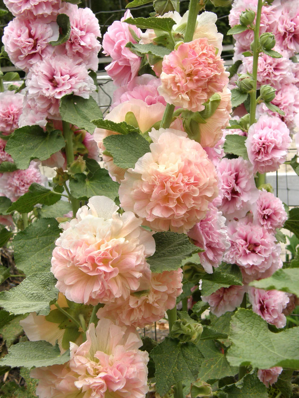 hollyhock-apricotpeachparfait-01_2990180f-8706-41f4-ab87-a559da473ebd.webp