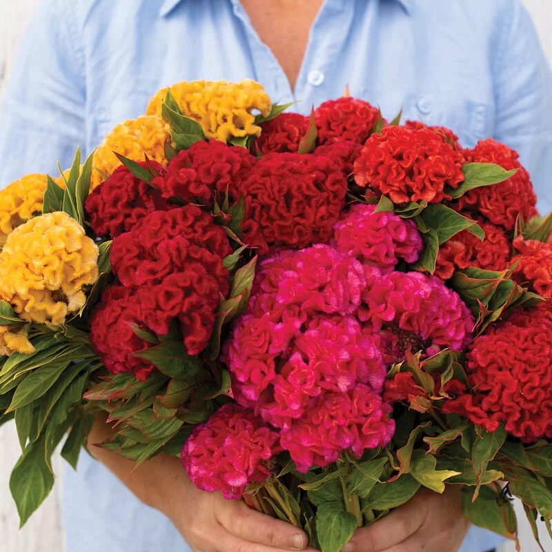 PLANTS: Celosia, Chief Mix - Fall Blooming