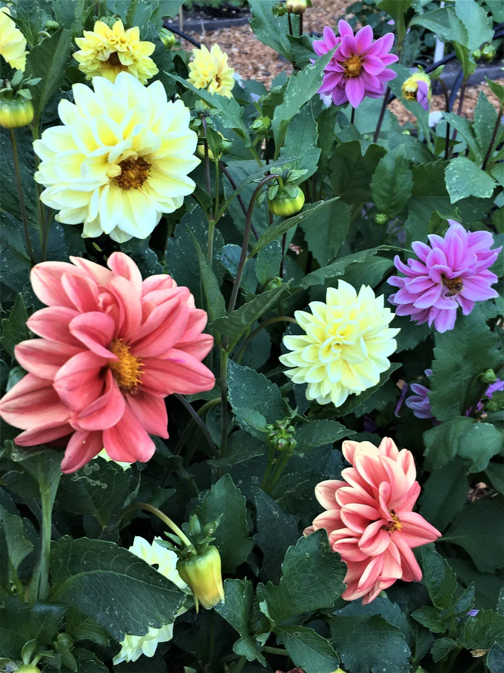 Watercolor Silks 2.webp