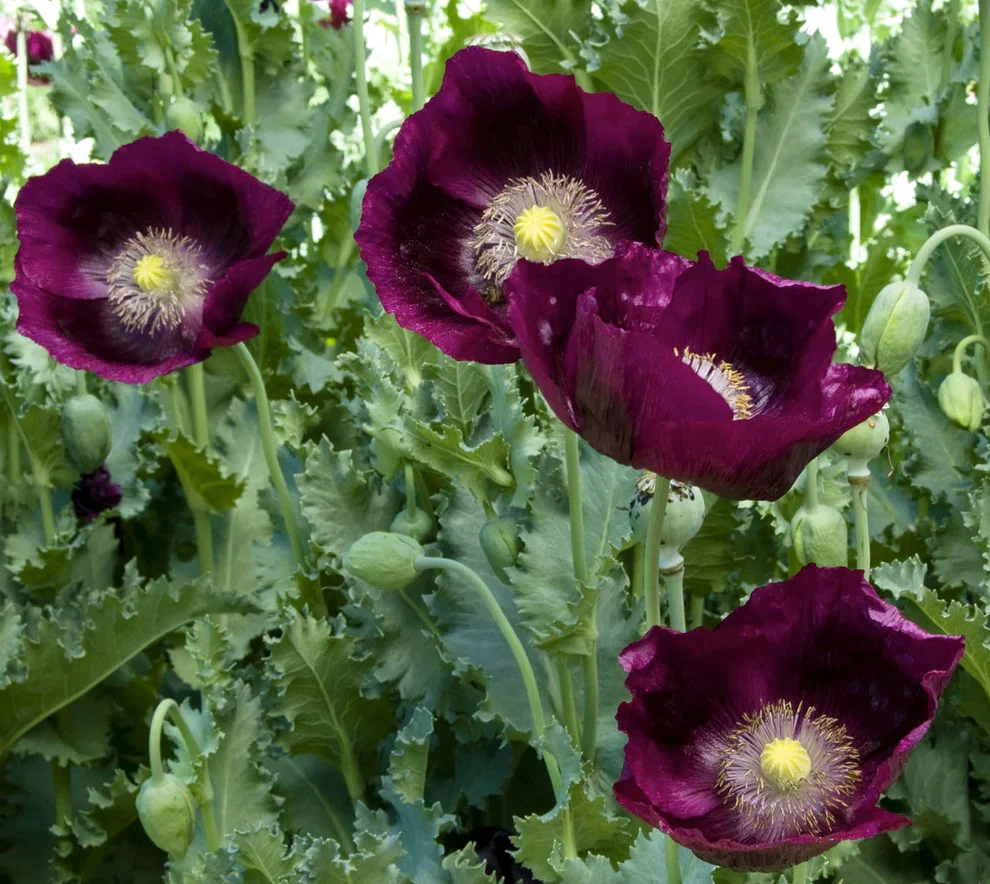 PLANTS: Poppy - Heirloom, "Lauren's Dark Grape"