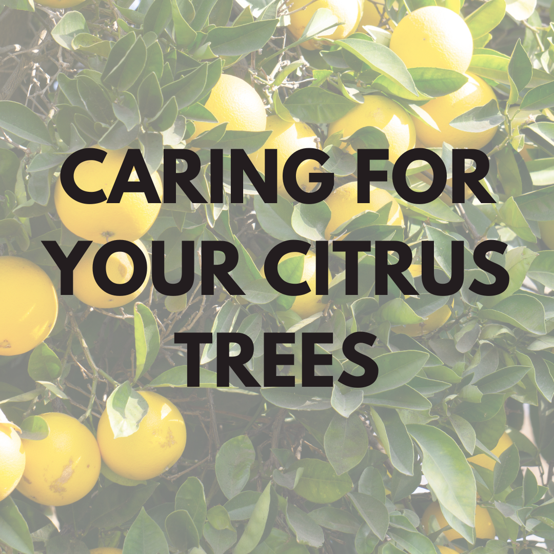 Caring for Your Citrus Trees Class [Feb. 14th]