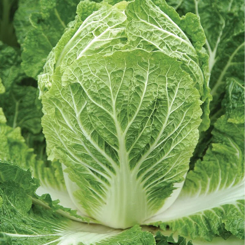 PLANTS: Cabbage, Chinese