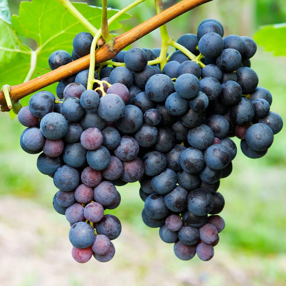 Concord Grapes.jpeg