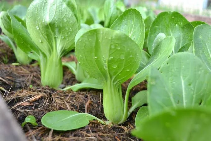 Bok Choy.jpeg