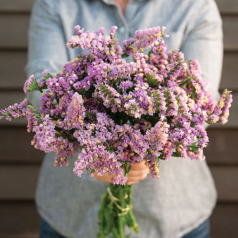 PLANTS: Statice, Pink