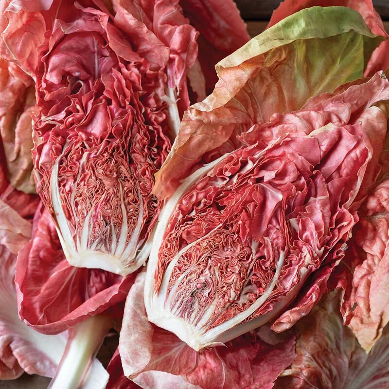 PLANTS: Radicchio, Stella Rosa