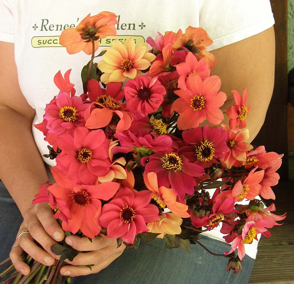 Blazing saddles 3.webp