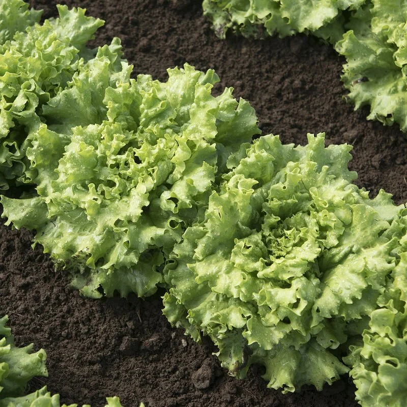 PLANTS: Lettuce; Heat Tolerant Green Crisp