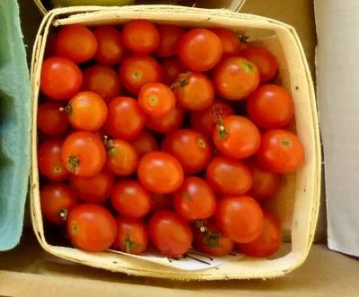 PLANTS: Tomato, Old Fashioned Red Cherry
