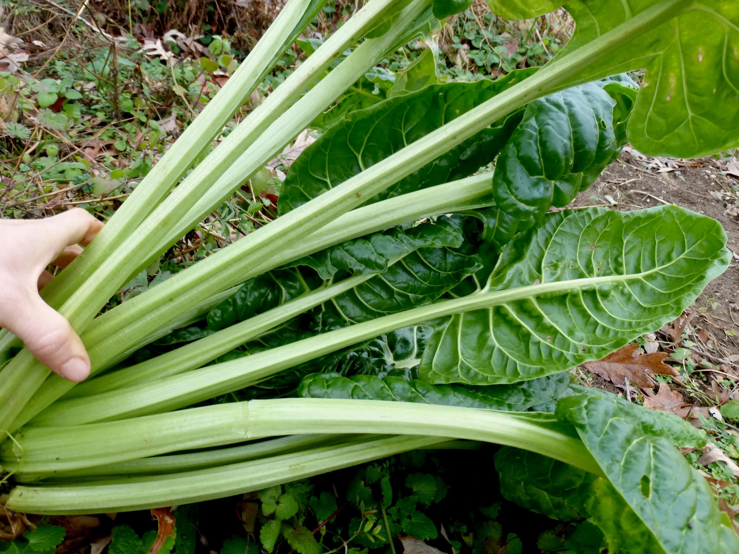 PLANTS: Chard, Heat Tolerant Perpetual Spinach