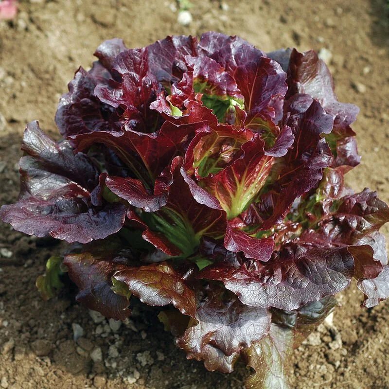PLANTS: Lettuce; Red Leaf