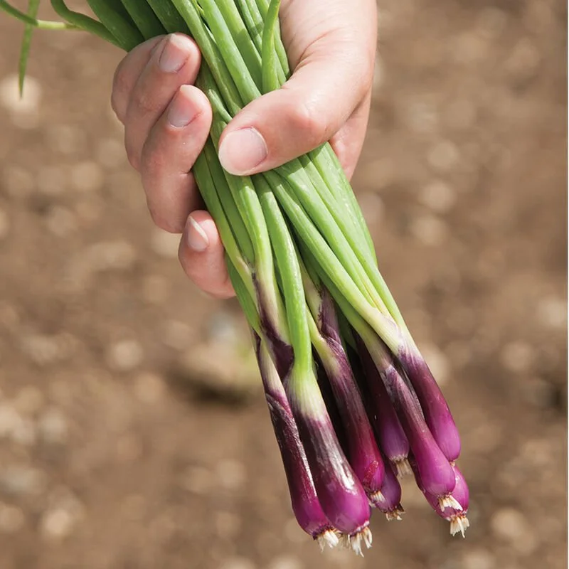 PLANTS: Scallions, Deep Purple
