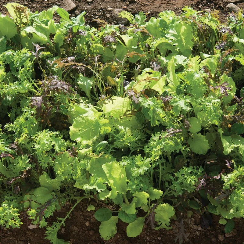 Greens mix 2.jpg